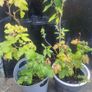 raspberry Image 2