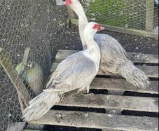 Muscovy drakes