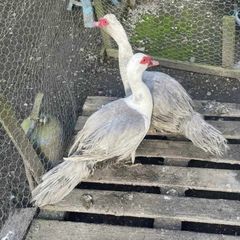 Muscovy drakes