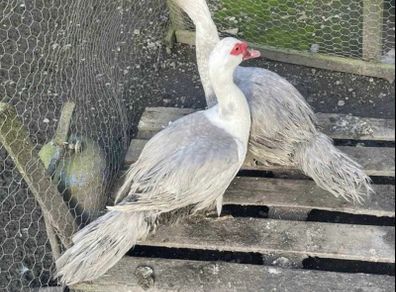 Muscovy drakes