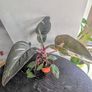 Philodendron Pink Princess Plant Image 3
