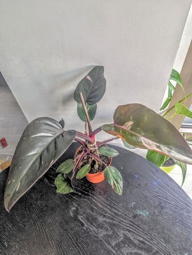 Philodendron Pink Princess Plant