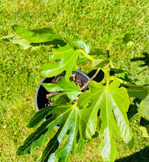 Beautiful Established Fig Tree 3ft Tall in Large Container