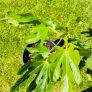 Beautiful Established Fig Tree 3ft Tall in Large Container Image 6