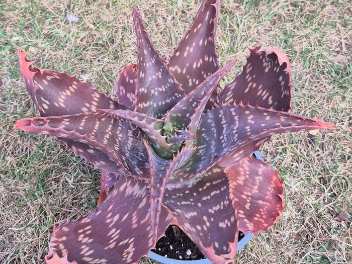 Aloe Maculata (Soap Aloe) Mature Plant for Sale