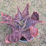 Aloe Maculata (Soap Aloe) Mature Plant for Sale Image 2