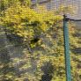 Free Trampoline Image 2