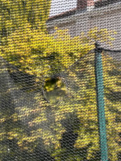 Free Trampoline