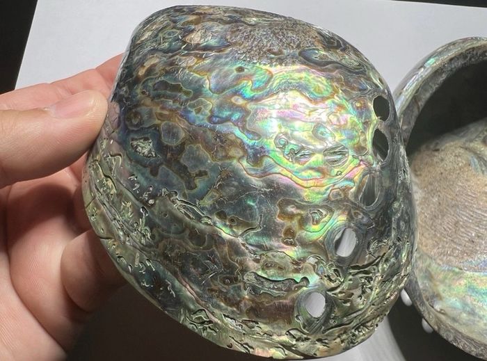 New Zealand Paua Abalone 3 Sea Shells Mother of Pearl