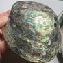 New Zealand Paua Abalone 3 Sea Shells Mother of Pearl Image 5