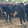 Aberdeen Angus Weanling Bulls Image 4