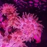 speckled rose bubble tip anemone Image 6