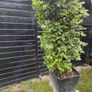Beech tree Image 4