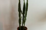 Euphorbia "cowboy" cactus
