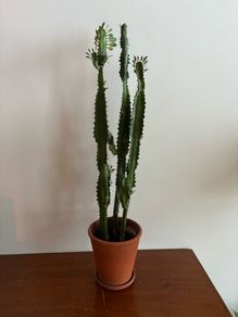 Euphorbia "cowboy" cactus