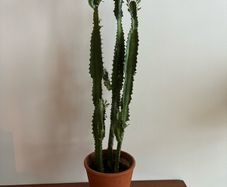 Euphorbia "cowboy" cactus