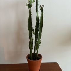 Euphorbia "cowboy" cactus