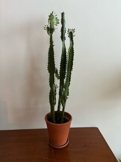 Euphorbia "cowboy" cactus