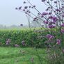 Verbena bonariensis Image 2