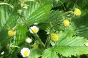 10 pineberries  plants - white strawberries
