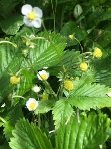 10 pineberries  plants - white strawberries