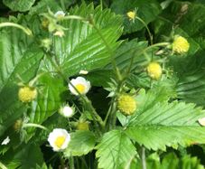 10 pineberries  plants - white strawberries