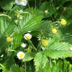 10 pineberries  plants - white strawberries