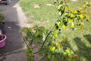 Chaenomeles japonica Sargentii - Flowering Quince