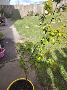 Chaenomeles japonica Sargentii - Flowering Quince