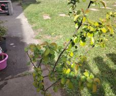 Chaenomeles japonica Sargentii - Flowering Quince
