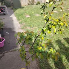Chaenomeles japonica Sargentii - Flowering Quince