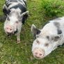Kune Kune pigs Image 3