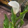 Potted plant Image 3