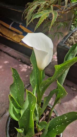 Potted plant