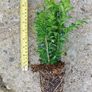Box Hedging Image 2