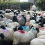 80 super cross bred ram lambs Image 2
