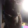Cat for adoption Image 5