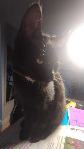 Cat for adoption