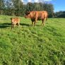 Incalf Heifers for sale Image 4