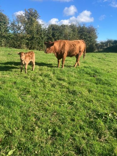 Incalf Heifers for sale