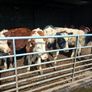 Very Quiet Bucket Reared Heifers for Sale Image 4