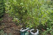 Griselinia hedging
