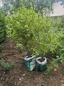 Griselinia hedging