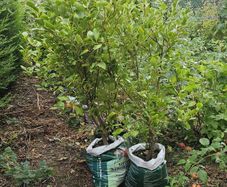 Griselinia hedging