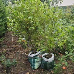 Griselinia hedging