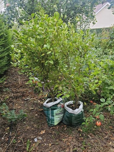 Griselinia hedging