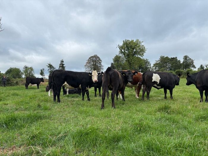 Angus and white head heifers