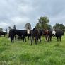 Angus and white head heifers Image 8