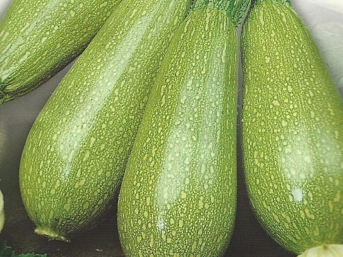 (M) Marrow Faro H seeds (5s) (125067)