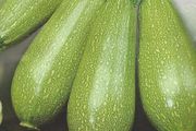 (M) Marrow Faro H seeds (5s) (125067)